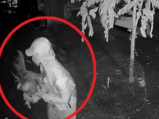 Thêm 1 nhóm dọa giết chủ nhà, trộm 14 con gà đá ở Bình Chánh