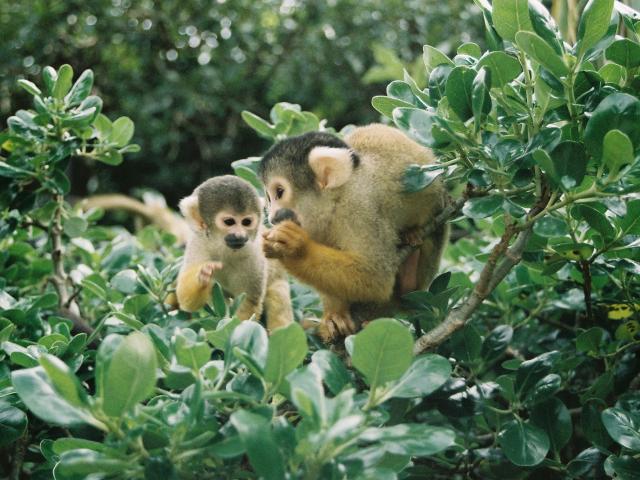 Lẻn vào bắt khỉ nhưng bất thành vì gặp phải đàn khỉ “đanh đá”