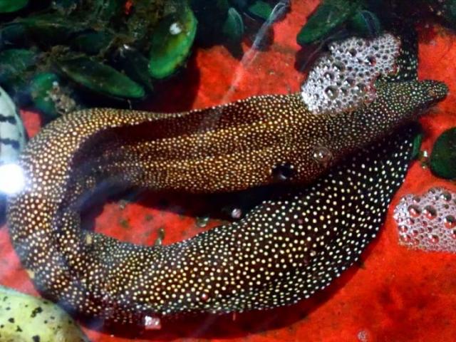 Sự thực về 2 con cá ”quái vật” cực lạ ở Huế bị giết thịt