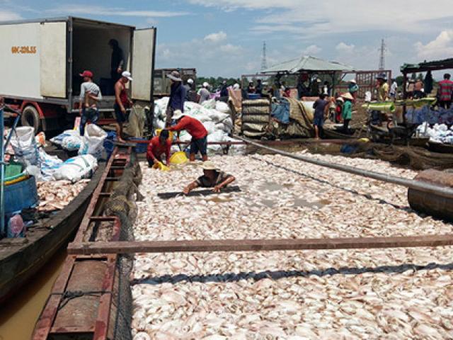Ngư dân làng bè La Ngà trắng tay sau vụ 1.500 tấn cá chết