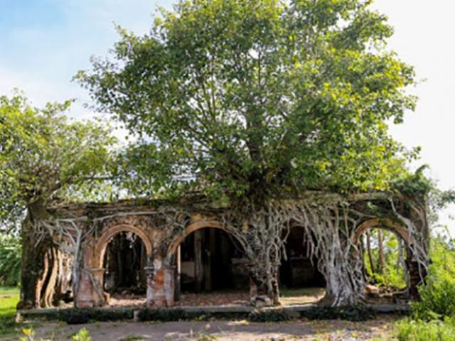 Ngôi đình trăm tuổi nằm trong lòng cây bồ đề ở miền Tây