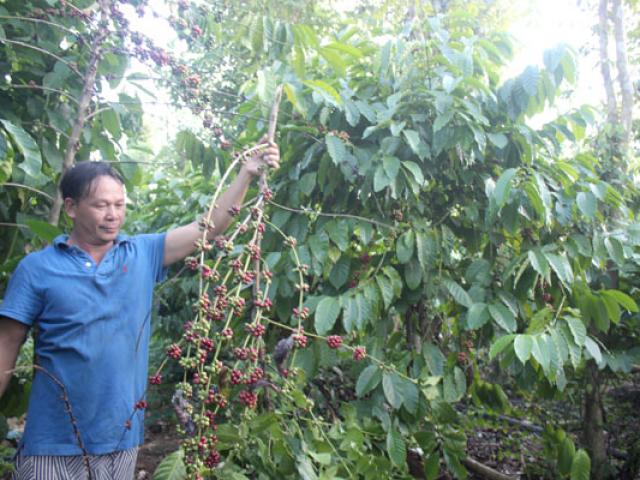 Rớt giá trầm trọng, nhà nông chặt bỏ cây ”tiền tỉ” hồ tiêu, cà phê