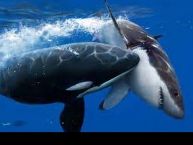 Đòn tàn độc của cá voi sát thủ khiến ”hung thần đại dương” bỏ chạy mỗi khi gặp