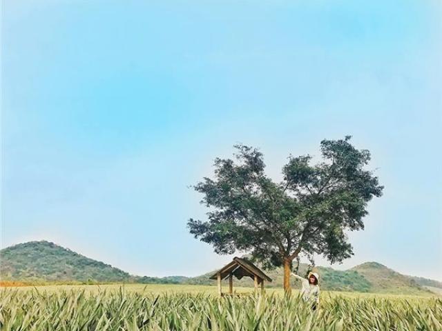 Giới trẻ phát 'sốt' với cánh đồng dứa đẹp mê mẩn ở Ninh Bình