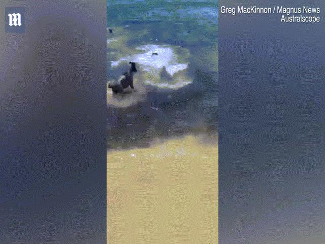 Kinh ngạc cảnh đàn chó lao xuống biển đùa giỡn với ”sát thủ đại dương” đang săn mồi