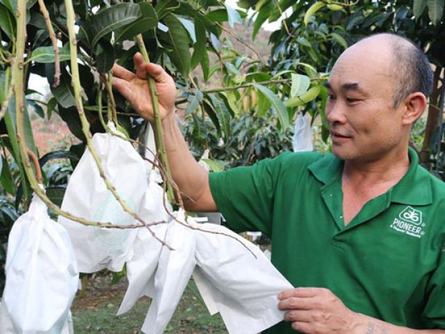 Làm giàu ở nông thôn: Trúng lớn nhờ trồng xoài, bưởi trên đất dốc