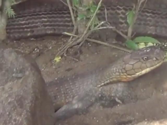 Bộ Nông nghiệp chỉ đạo hướng xử lý cặp rắn “khủng” ở An Giang