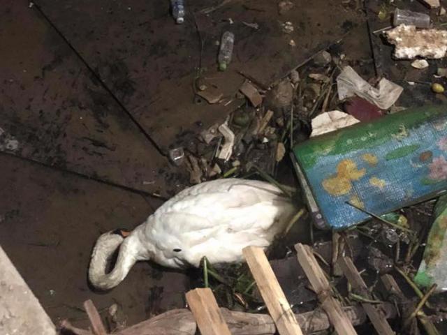 Con thiên nga ”giãy chết” trên đống rác ở sông Tam Bạc giờ ra sao?