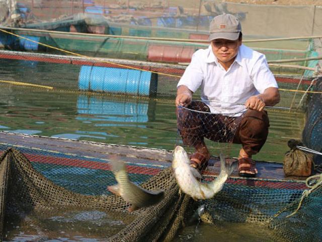 Từ núi xuồng sông Đà nuôi cá đặc sản mà khấm khá hẳn lên