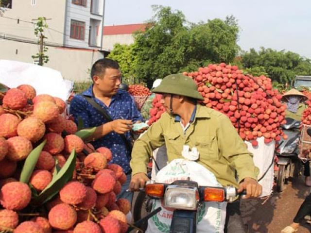 Đang có 200 thương nhân Trung Quốc mua vải thiều ở Bắc Giang