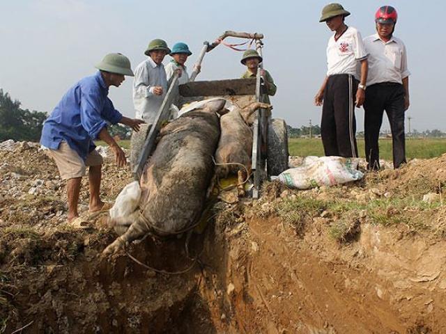 Dịch tả lợn châu Phi gây thiệt hại khoảng 3.600 tỷ đồng