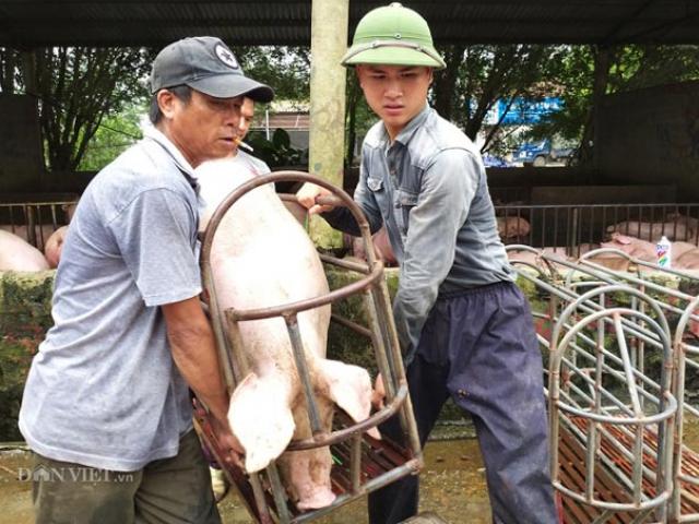 Giá heo hơi tăng vù vù lên 40.000 đồng/kg, chợ đầu mối ”cháy” hàng