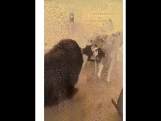 Video: Chó ngao Tây Tạng đơn độc tranh mồi giữa bầy sói vây quanh