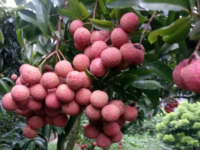 ”Phát sốt” với vườn vải thiều Lục Ngạn ra quả mọc chi chít ở thân