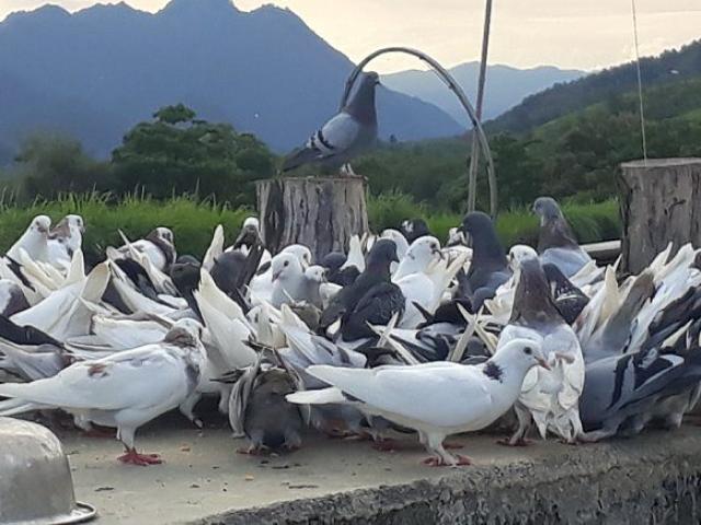 Nuôi chơi chơi bồ câu lai Pháp, nhẹ nhàng bỏ túi gần 5 triệu/tháng