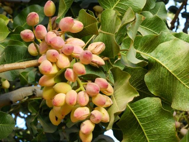 Cây ”lì lợm” trồng 6 năm mới ra quả, giá 600.000 đồng/kg mà ai cũng thích
