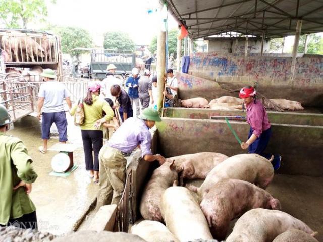 Giá heo hơi hôm nay: Chợ lợn lớn nhất miền Bắc tiêu thụ tăng gấp đôi, giá 38.000 đồng/kg