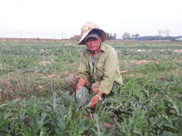 Quảng Trị: Hạn hán khốc liệt, dân biến đất lúa nứt nẻ thành ruộng dưa hấu trái ngọt lừ