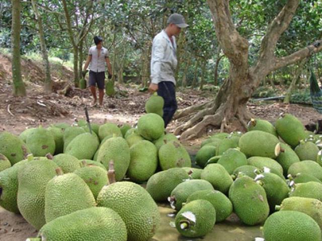 Trung Quốc định trồng 180.000ha mít, người trồng mít Thái lo sốt vó