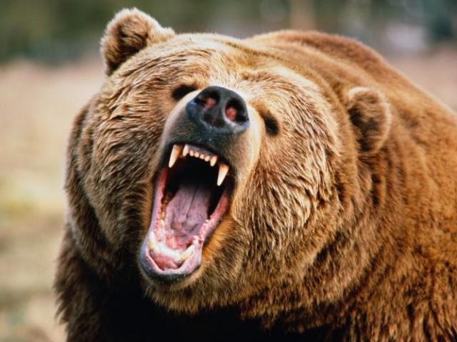 Trận chiến giành bạn tình của những con gấu khổng lồ