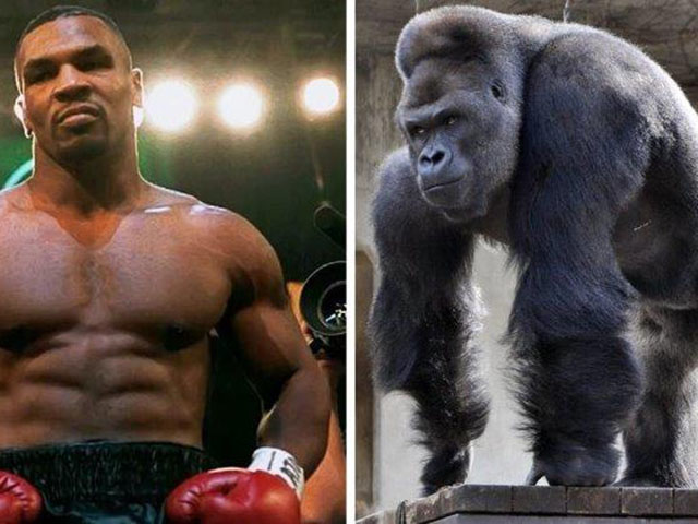 Mike Tyson cực điên: Trả 10.000 đô la để đánh nhau với khỉ đột