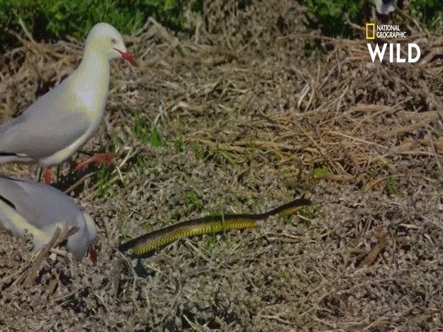 Video: Mò vào tận tổ ăn thịt chim non, rắn hổ bị tấn công tới tấp