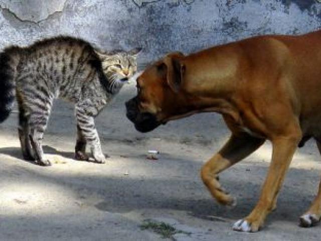 Bị chó tấn công, chú bé được mèo lao ra ”hộ giá” kịp thời