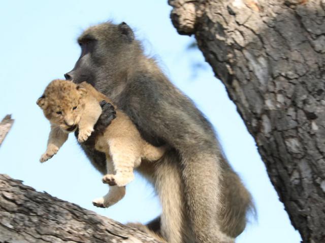 Ăn cắp sư tử con, khỉ đầu chó vô tình ”cover” lại cảnh trong phim Vua Sư Tử