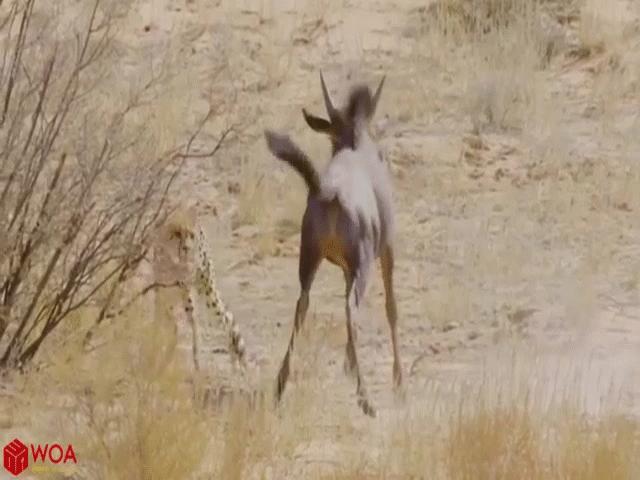 Video: Bị báo săn truy đuổi, linh dương quay lại ”ăn miếng trả miếng” khiến kẻ thù chạy té khói