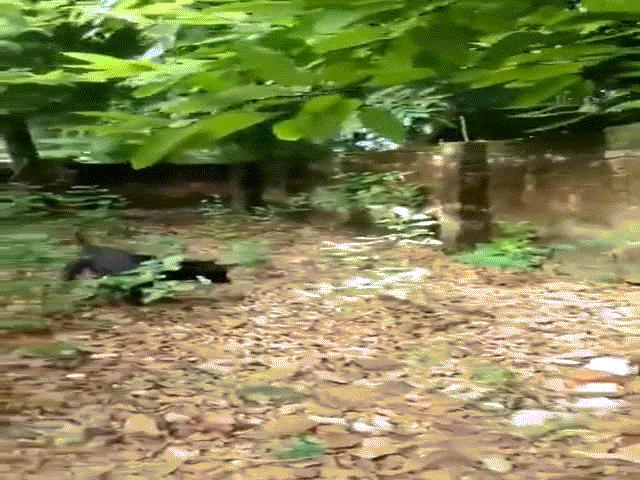 Video: Đụng độ chó Phú Quốc, rắn hổ mang bị đối thủ quật chết trong tích tắc