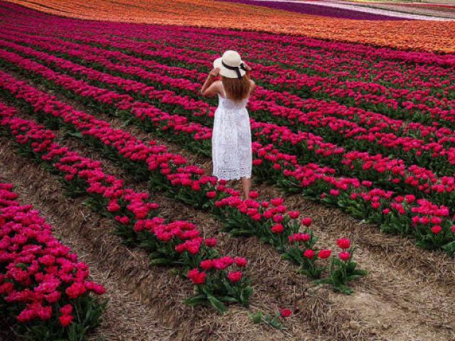Chiêm ngưỡng cánh đồng hoa tulip rực rỡ sắc màu ở Đức