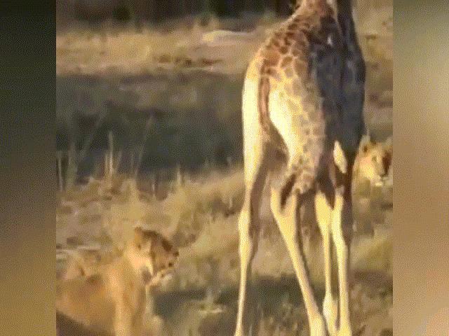 Video: Hươu cao cổ tung vó đá lật hàm sư tử để thoát khỏi cõi chết