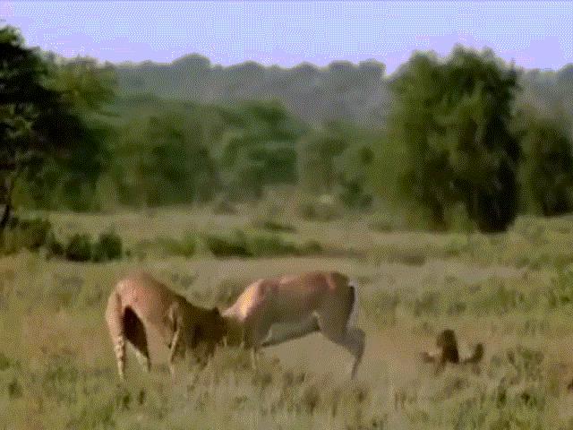 Video: Dàn trận truy kích linh dương, báo đốm bị con mồi phản công húc thủng bụng