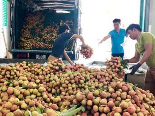 Nguy cơ lỡ hẹn xuất khẩu lô vải thiều đầu tiên sang Nhật Bản