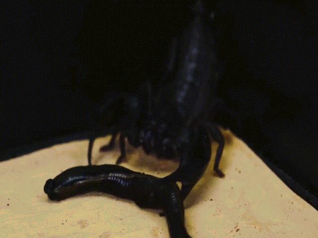Video: Bị đỉa lỳ lợm tấn công, bọ cạp ”điên tiết” tiêm nọc độc vào đối thủ