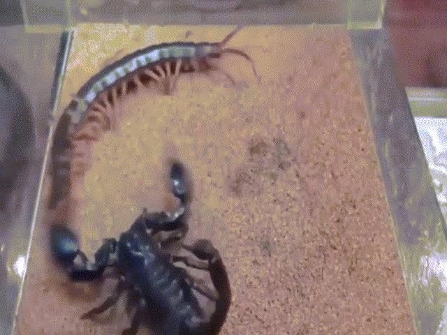 Video: Rết độc khổng lồ đối đầu bọ cạp hoàng đế, kẻ nào sẽ chiến thắng?