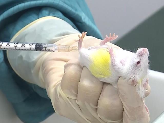 Sau 11 ngày tiêm thử nghiệm vắc-xin ngừa COVID-19 trên chuột, kết quả như thế nào?