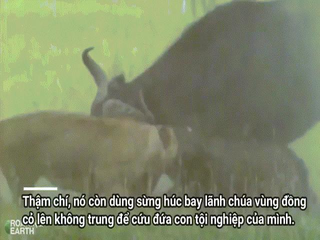 Video: Trâu rừng điên cuồng húc văng kẻ săn mồi lên không trung giải cứu con non