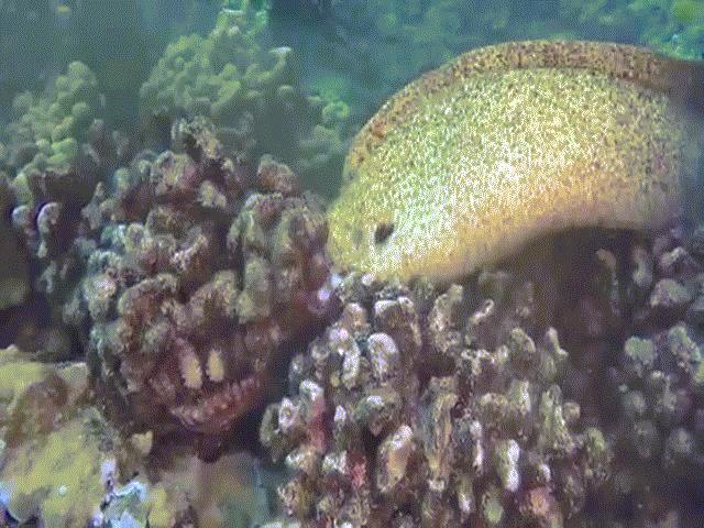 Video: Cá chình điện thiện chiến, cắn toang đầu bạch tuộc