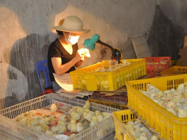 Nghề lạ mỗi ngày kiếm cả triệu đồng nhưng luôn ”khát” người làm ở Hà Nội