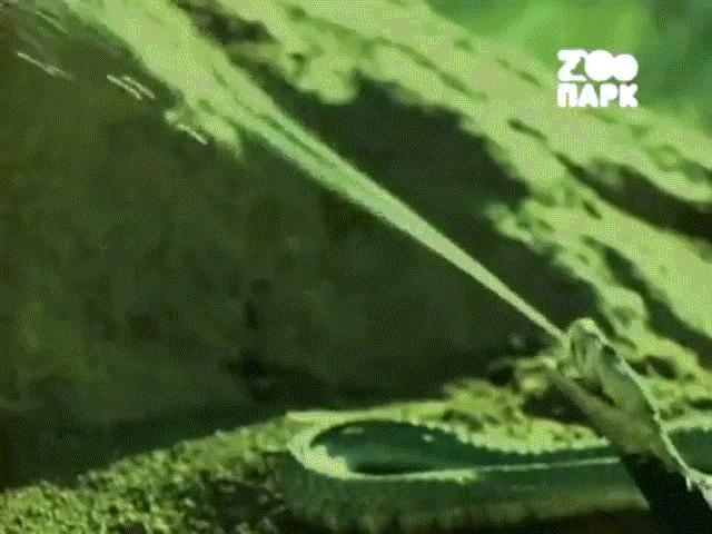 Video: Bị hổ mang phun nọc độc, kỳ đà tung ”vũ khí bí mật” giết chết kẻ thù rồi ăn thịt