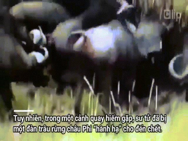 Video: Giết hại nghé con, sư tử bị hàng chục con trâu rừng tấn công, giẫm đạp đến chết