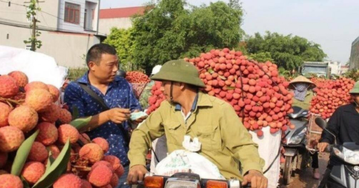 Bắc Giang sẽ miễn phí cách ly các thương nhân Trung Quốc thu mua vải thiều