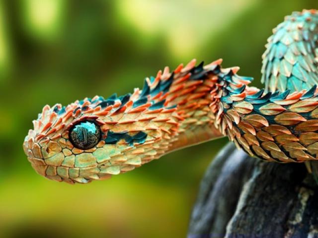 Loài rắn kỳ lạ có vảy nhọn hoắt, trông giống rồng huyền thoại