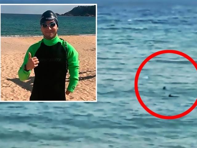 Kình ngư cụt tay bị cá mập “quây” giữa biển: Bơi 100m như một kẻ điên