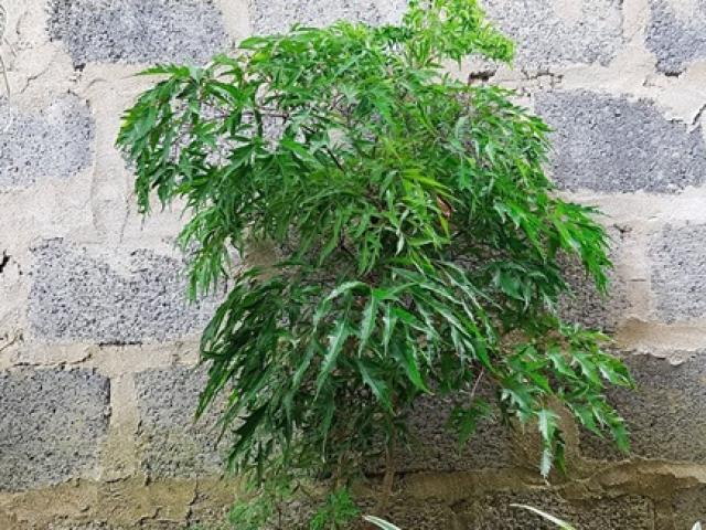 ”Nhân sâm cho người nghèo” trồng làm cảnh để ngắm, bây giờ là cây ”đẻ tiền