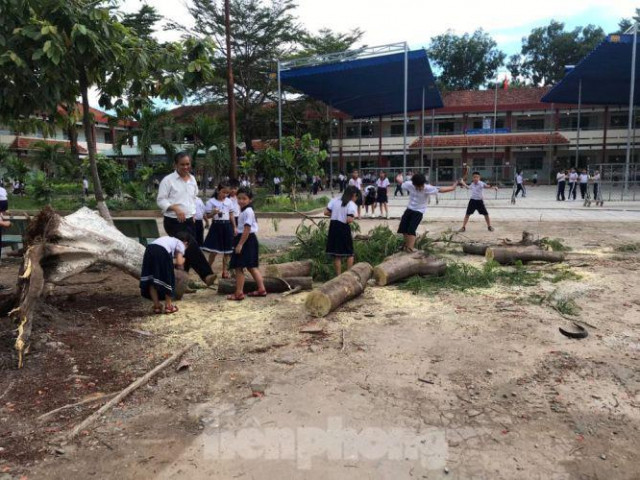 Thêm cây phượng bất ngờ bật gốc, trường tiểu học hú vía