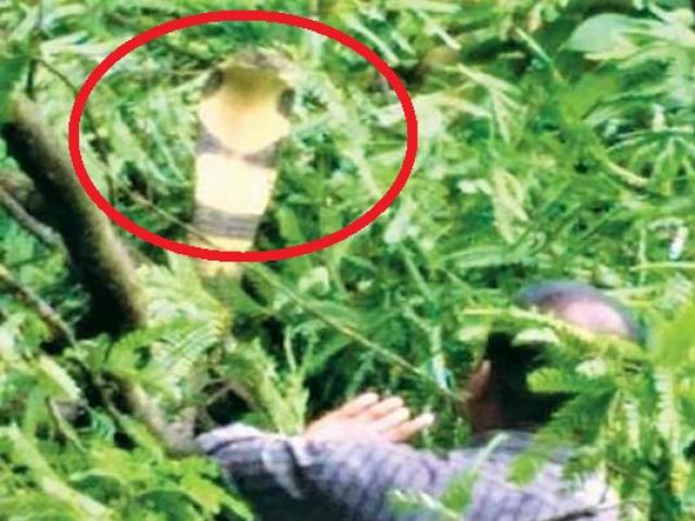 Ấn Độ: Căng thẳng màn bắt hổ mang chúa ”khủng” gần 10 kg trốn trên cây