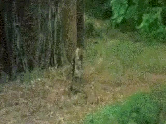Video: Bị khỉ ”trêu ngươi”, rắn hổ mang chúa tấn công điên cuồng và cái kết
