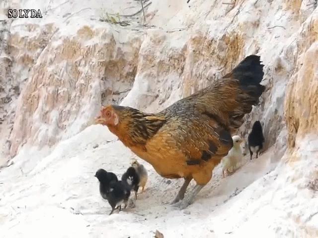 Video: Lao xuống bắt gà con, diều hâu bị gà mẹ đánh cho ”lên bờ xuống ruộng”